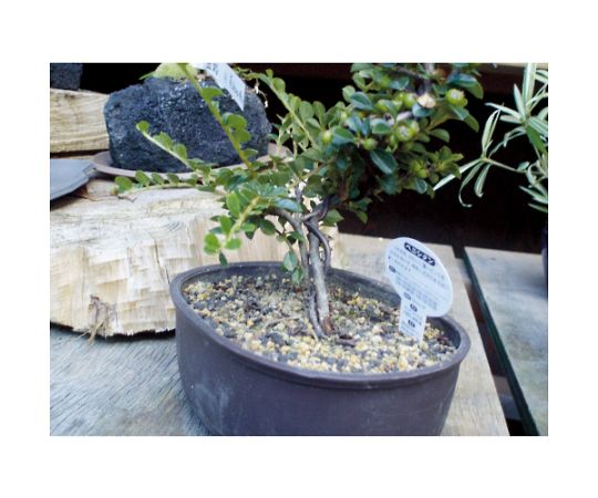 アルミ線　ブロンズタイプ　1mm　TAW-10BZ 1巻