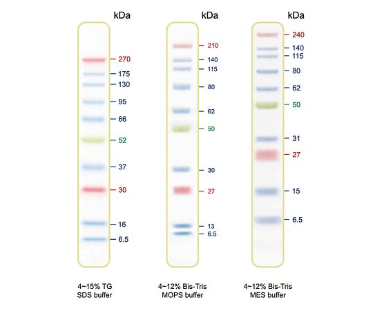 BLUltra Prestained Protein Ladder Protein Ladder Marker PMB01-0500 1 piece