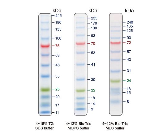 BLUeye Prestained Protein Ladder Protein Ladder Marker PMB12-0500 1 piece