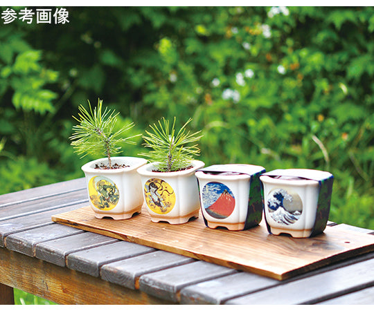 JAPANESE　BONSAI　波富士　GD-64003 1個