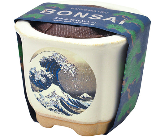 JAPANESE　BONSAI　波富士　GD-64003 1個