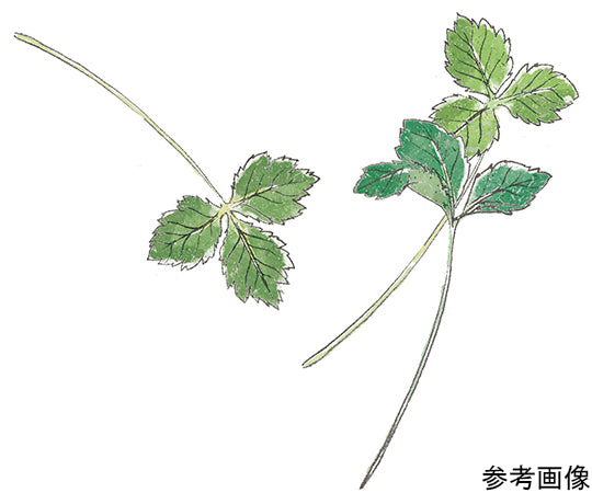 Small patterned condiment bowl Mitsuba GD-75803 1 piece