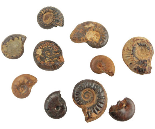 Fossil specimen for practical use Ammonite L55-3626 1 set