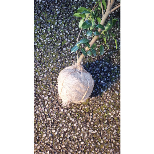 伝蔵　根巻きロール　１００ｃｍＸ２０ｍ　R012　1 巻