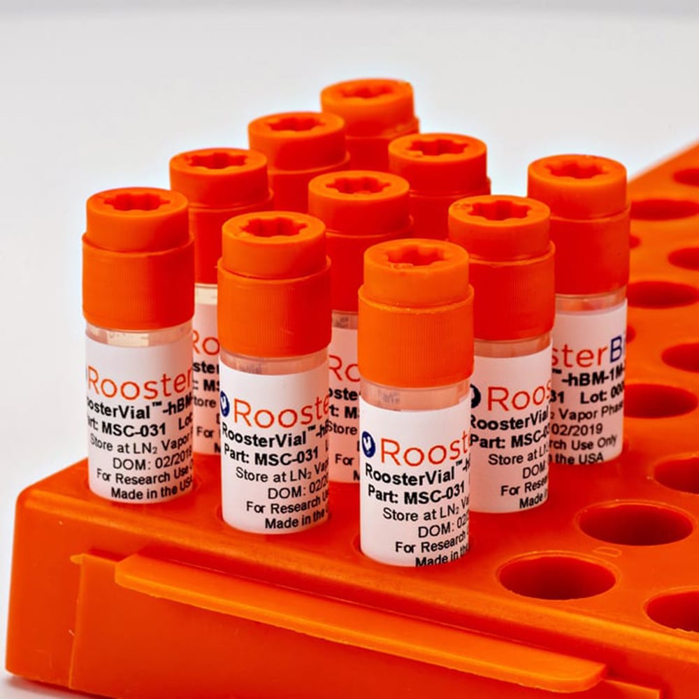Xeno-Free RoosterVial-hBM 1vial MSC-031 1pc