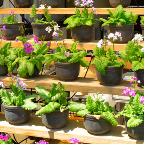 Takagi Watering Starter Kit with Timer (for Potted Plants) GKK105 1 S