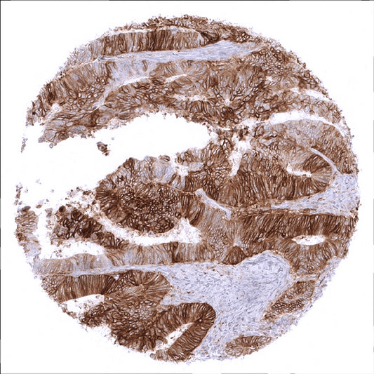 PD-L1抗体 （MSVA-711R） 0.1mL　2083-711R-01 1個