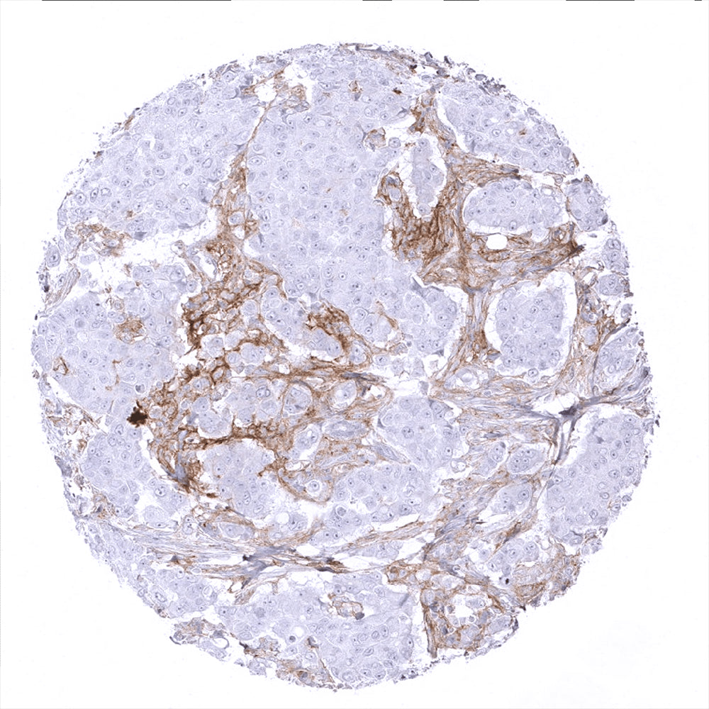 PD-L1抗体 （MSVA-711R） 0.1mL　2083-711R-01 1個