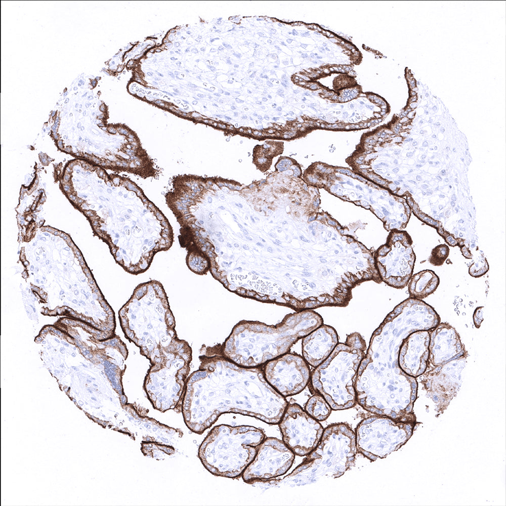 PD-L1抗体 （MSVA-711R） 0.1mL　2083-711R-01 1個
