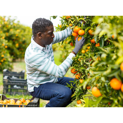 앙셀 우레탄 배발 장갑 가장자리 48-129 그레이 M 사이즈 48-129-8 1 쌍